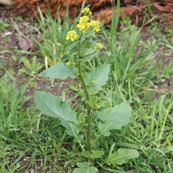 Sinapis arvensis plant